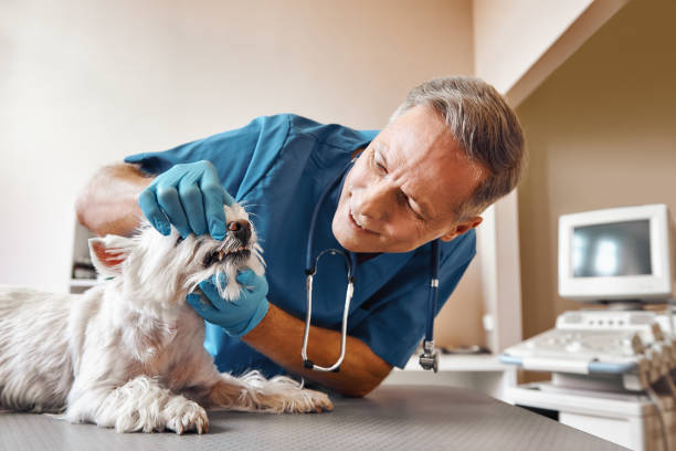 Best Emergency Dental Care for Broken or Chipped Teeth in Ogden, UT